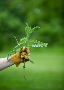 Hand in yellow glove holds uprooted green leafy weed with serrated edges