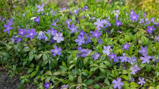 Creeping Myrtle - Planting care - TN Nursery