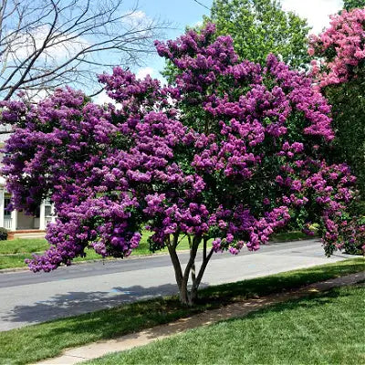 Crepe Myrtles Make Excellent Plants - TN Nursery