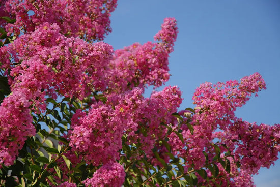 Crepe Myrtle Care