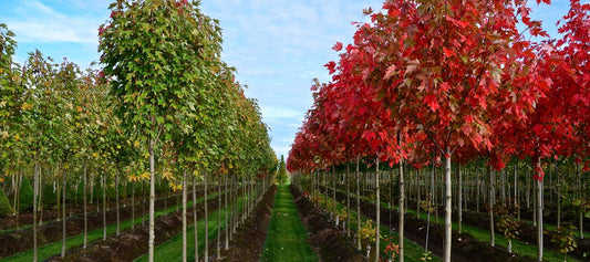 Rows of fast-growing young maple trees with red and green foliage under blue sky
