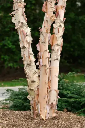 Young birch tree with peeling creamy-white bark revealing pinkish layers
