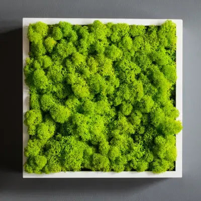 Vibrant green living moss in sleek white square frame for home decor