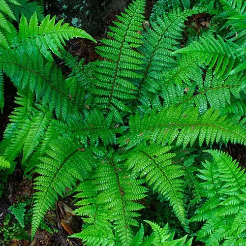 Vibrant green native fern fronds, eco-friendly garden choice
