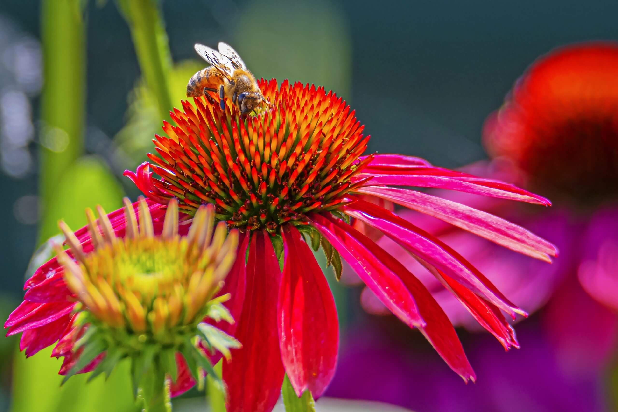 Vibrant pink coneflower attracts birds to yard with spiky orange center