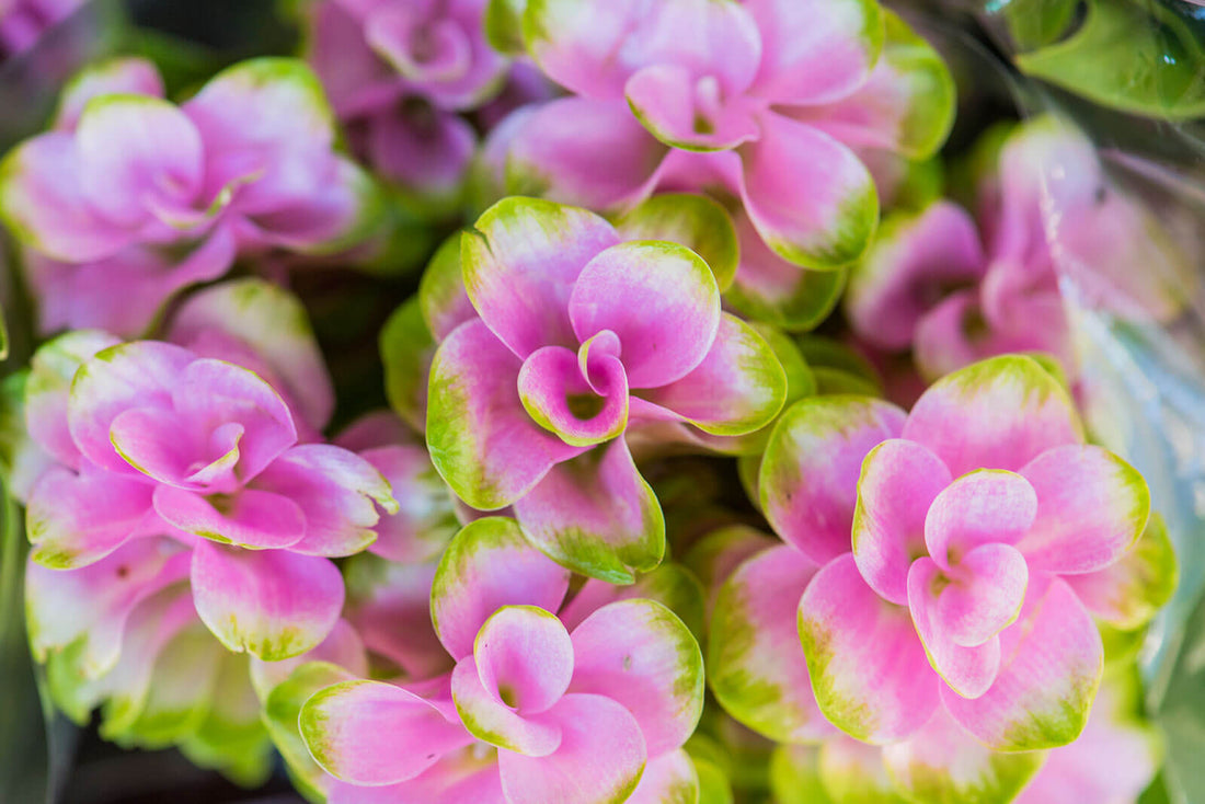 Pink primrose succulent with pink-green variegated ruffled leaves