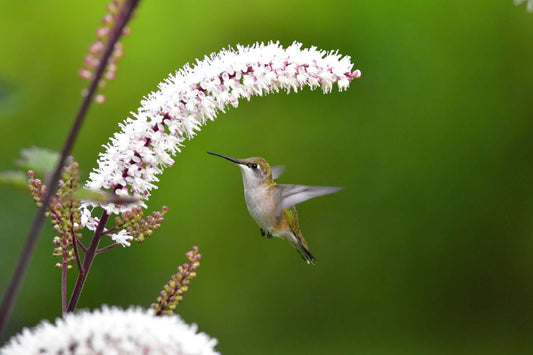 Hummingbird hovers near Black Cohosh white flowers with pink speckles