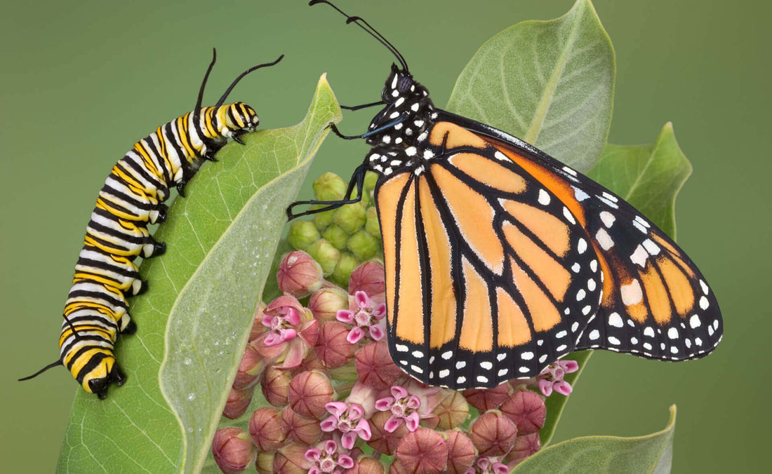 Monarch butterfly on leaf, vital lifeline from milkweed