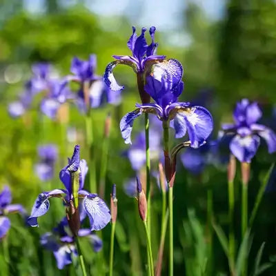 Vibrant Siberian iris flowers with white markings and green stems