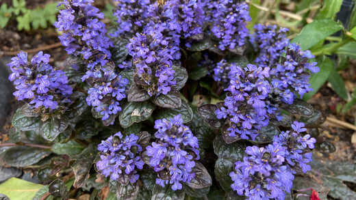 Vibrant purple Ajuga Reptans flowers with dark textured leaves
