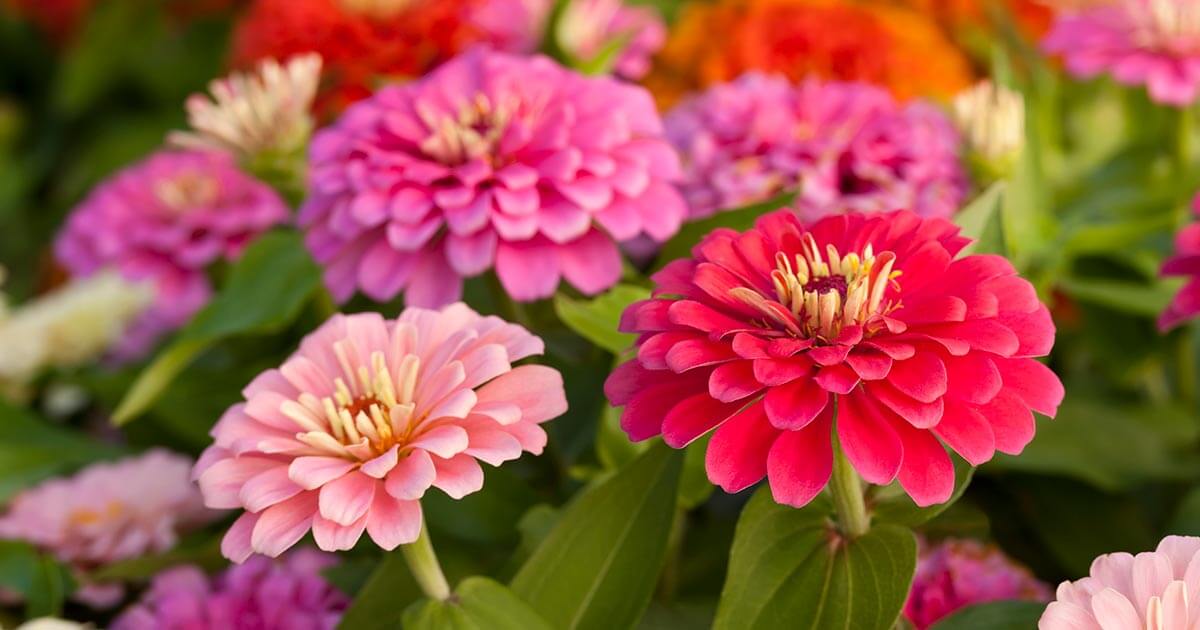 Vibrant pink zinnia flowers with layered petals for small home gardens
