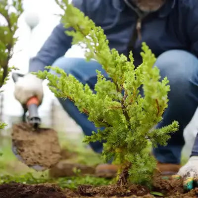 Person planting vibrant green young juniper tree in soil with gloves