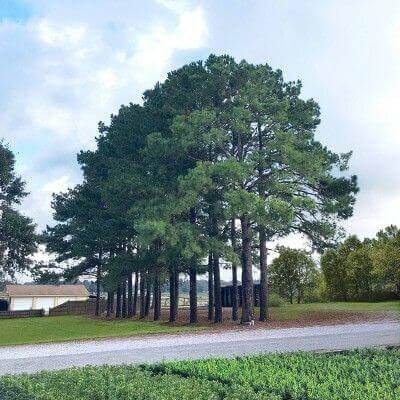 Loblolly pine trees lining gravel road edge