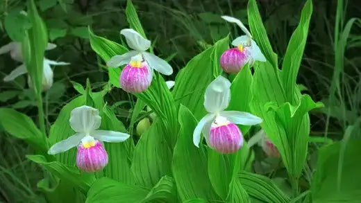 Showy pink lady slipper orchids with striped centers in lush green foliage