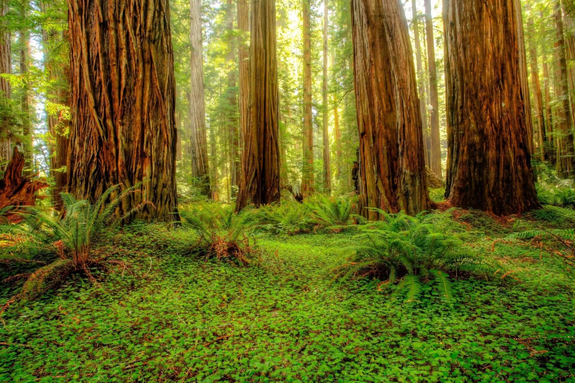 Majestic redwood trees with rugged reddish-brown bark in lush forest
