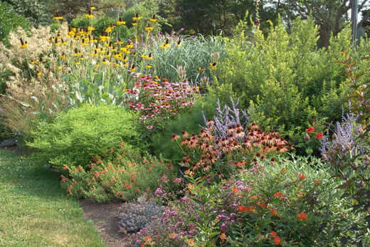 Vibrant native garden bed with colorful yellow, orange, pink, purple flowers