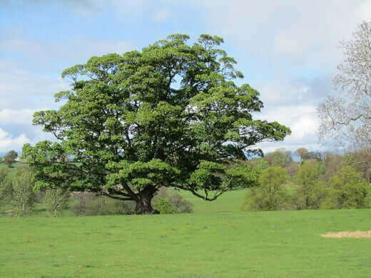 Majestic white oak tree with broad green canopy in grassy field