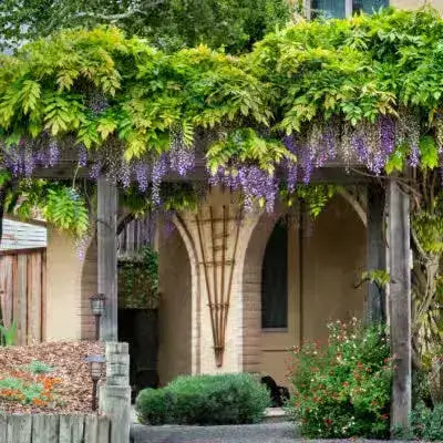 Purple wisteria cascading over wooden trellis arbor canopy