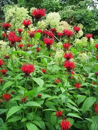 Vibrant red bee balm in minimal effort perennial garden