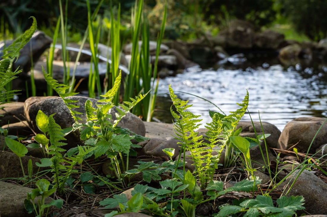 Vibrant ostrich fern fronds among mossy rocks by stream