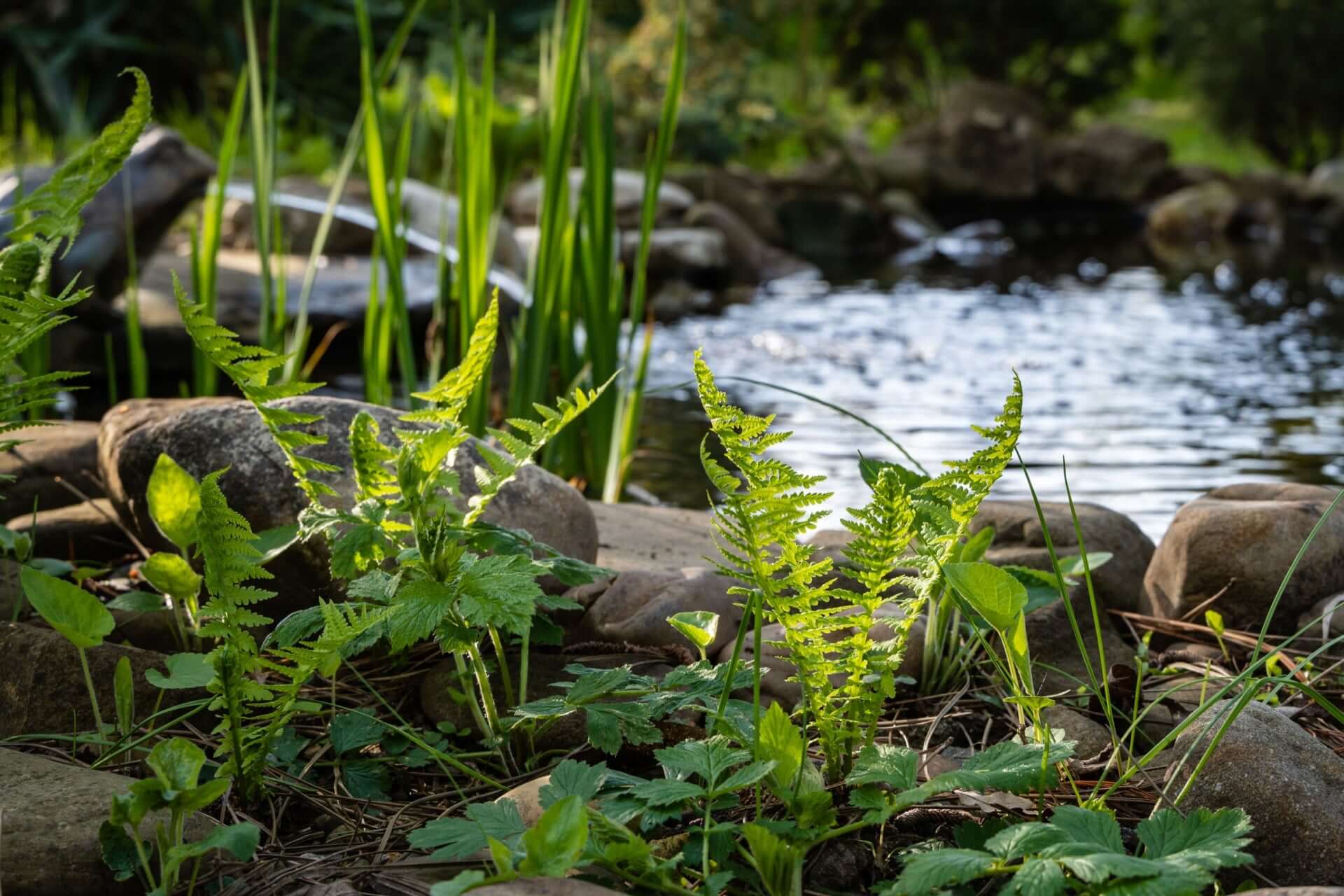 Vibrant ostrich fern fronds among mossy rocks by stream