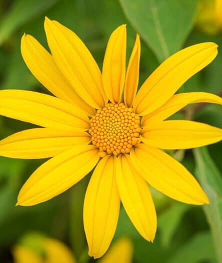 Vibrant Maximilian sunflower with long slender petals and textured center