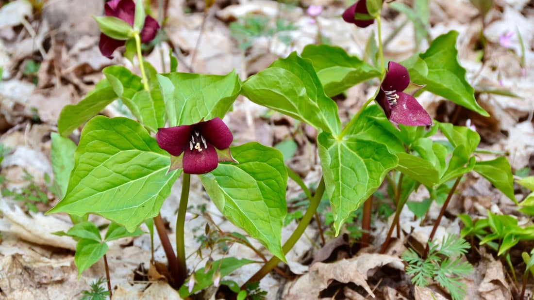 Deep maroon Red Trillium flowers with glossy green leaves amid fallen foliage