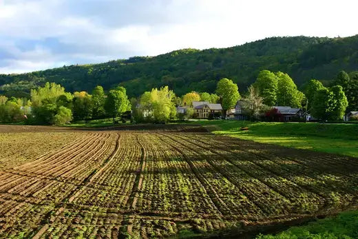 Serene spring field for family bonding, neat green crop rows under clouds