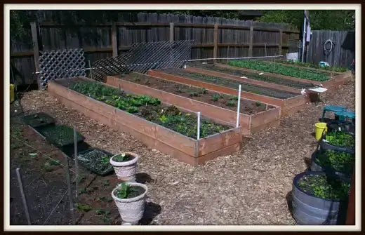 Wooden raised garden beds with green plants for garden redesign ideas