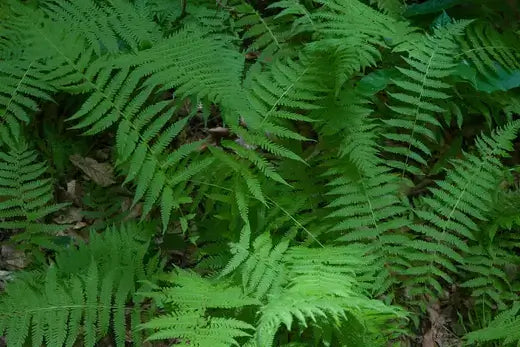 Lush green fern fronds on forest floor for garden landscaping