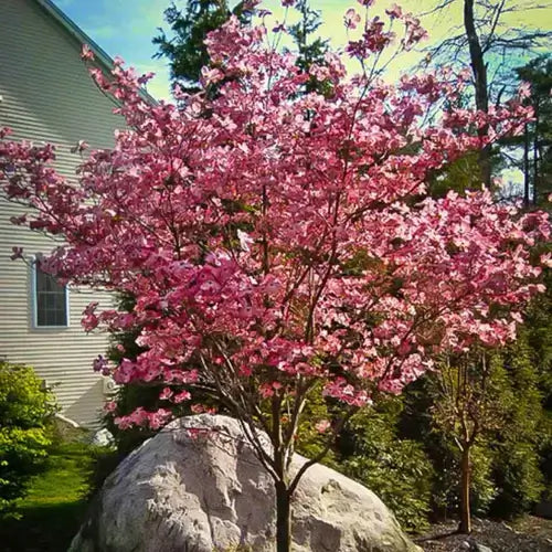 Vibrant pink flowering Dogwood tree with delicate blossoms in garden