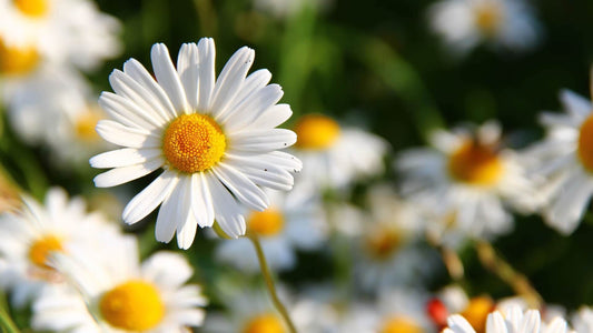 Delicate white daisy with vibrant yellow center in The Wonders Of The Daisy