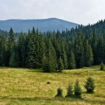 Dense pine tree forest in grassy field under overcast sky