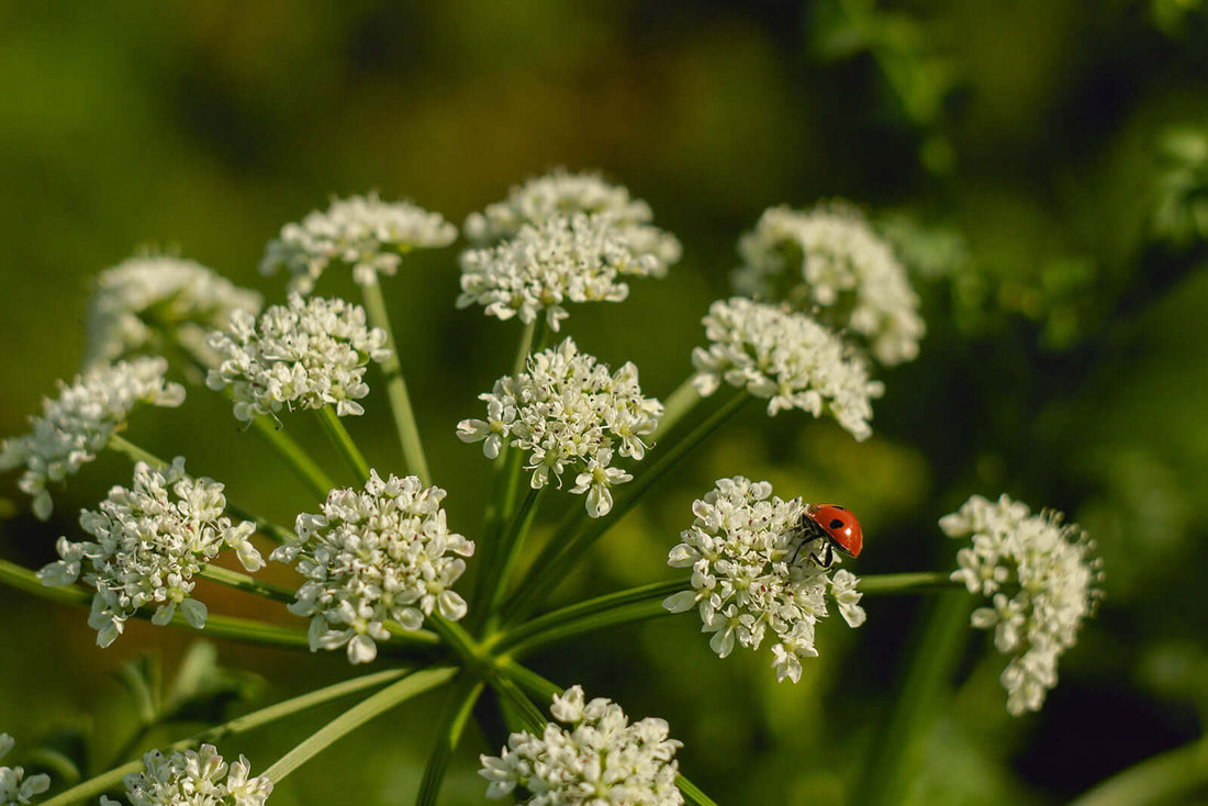 Red ladybug on white flowers in milkweed monarch habitat
