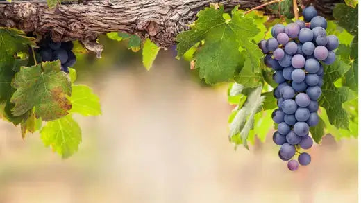 Ripe deep purple grapes hanging from vine in growing and harvesting