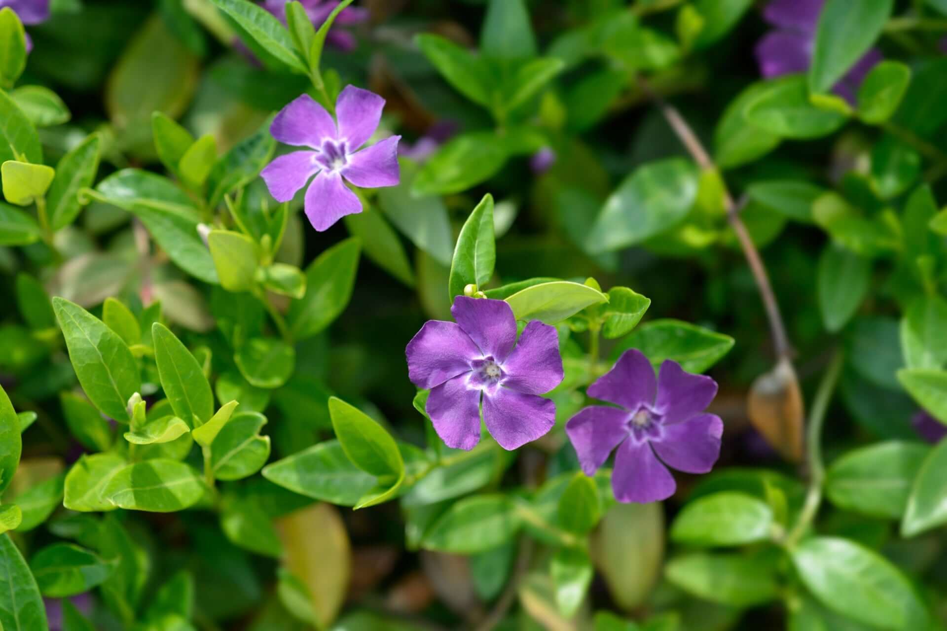 Vibrant Vinca Minor periwinkle flowers with glossy green leaves