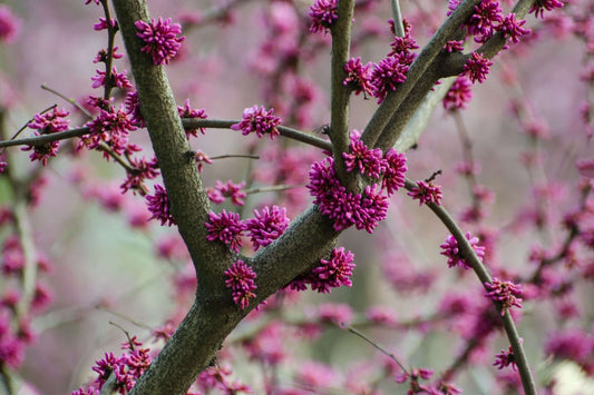 Vibrant magenta redbud blossoms on elegant branches