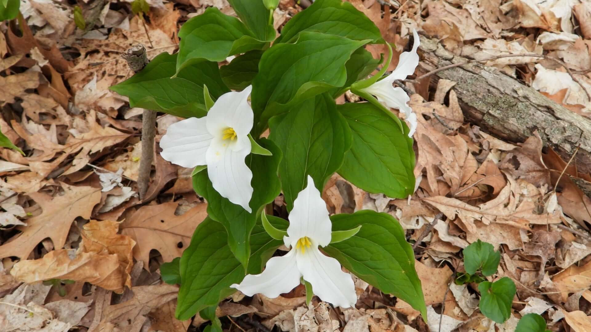 White trillium flowers growing amid green leaves on brown foliage