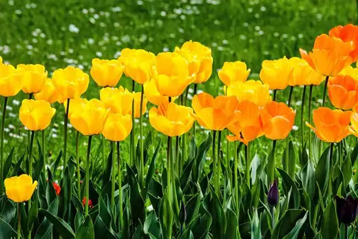 Vibrant yellow and orange tulips in perennial garden planting strategy