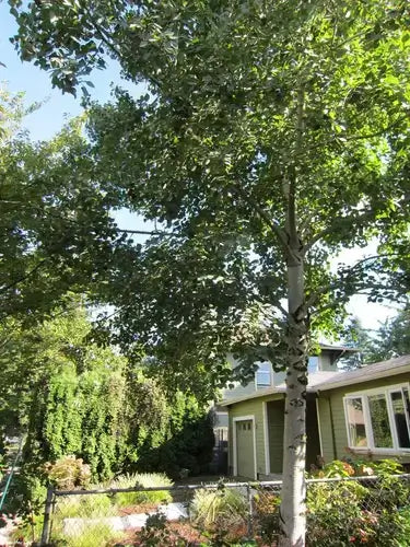 Tall slender tree with smooth white bark for landscaping