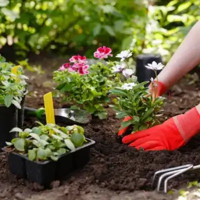 Red textured gardening gloves worn for fall planting in soil