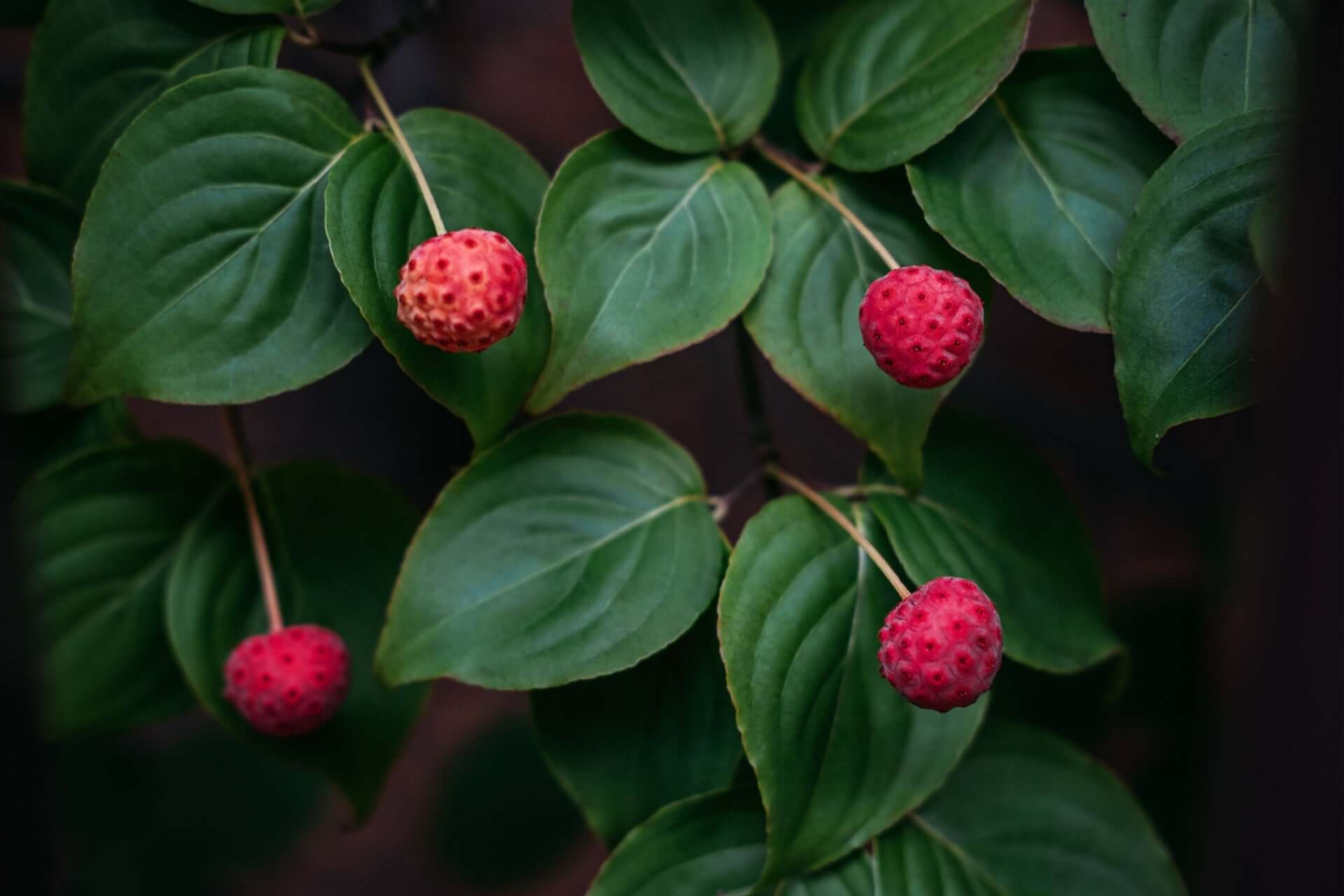 Vibrant red textured berries on graceful Kousa dogwood branch with lush green leaves