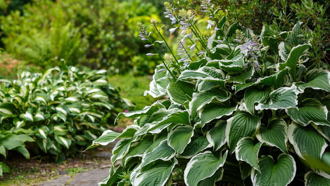 Lush green and white-edged hosta with heart-shaped leaves and purple flowers