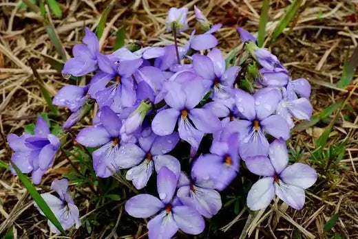 Birds foot violet cluster with purple petals, white edges, yellow centers in dry grass