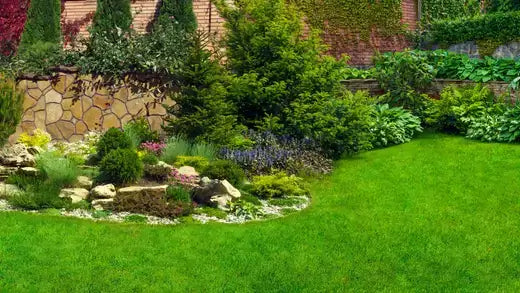 Lush green lawn with stone wall border and vibrant beds on a budget