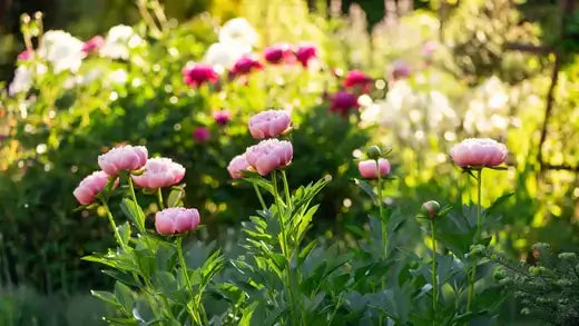 Pink peonies with lush layered petals and green foliage for perennials