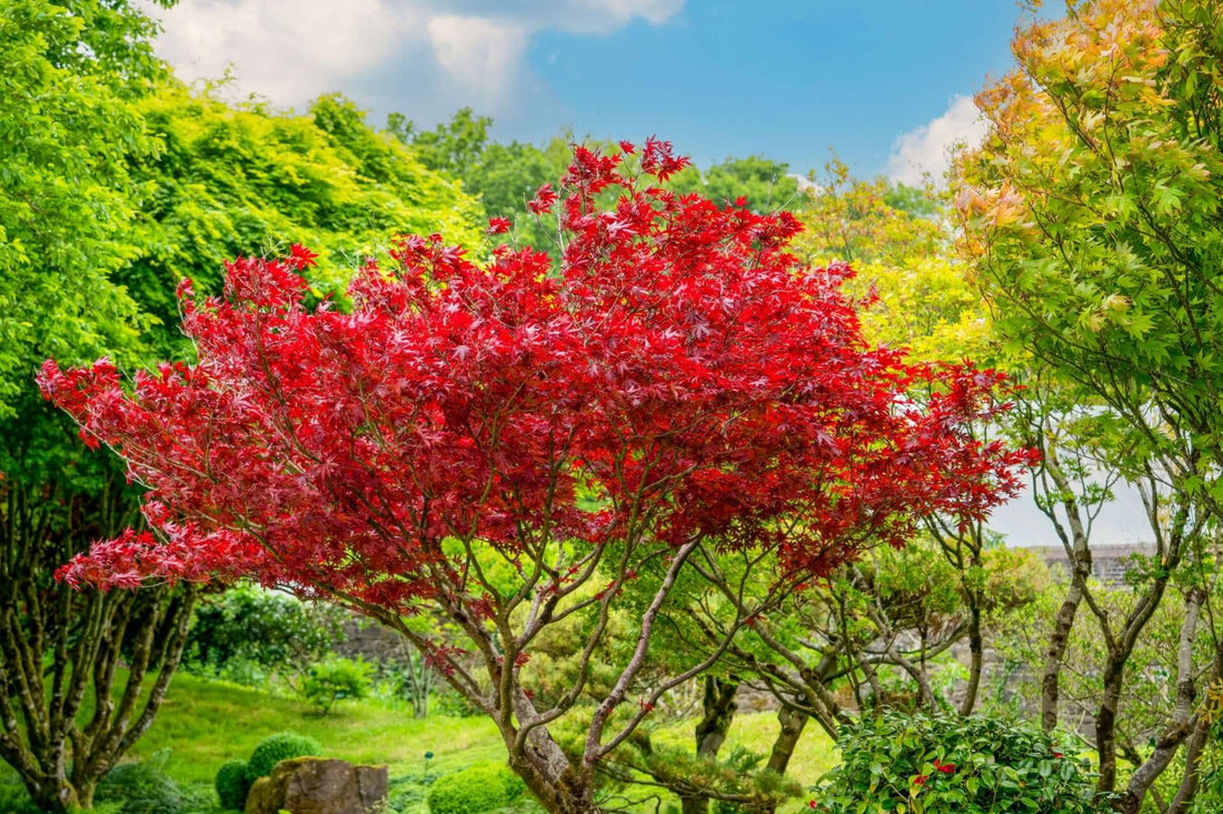 Vibrant red maple tree with glossy leaves against green foliage and blue sky