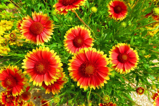 Vibrant red and yellow blanketflower blooms with layered petals