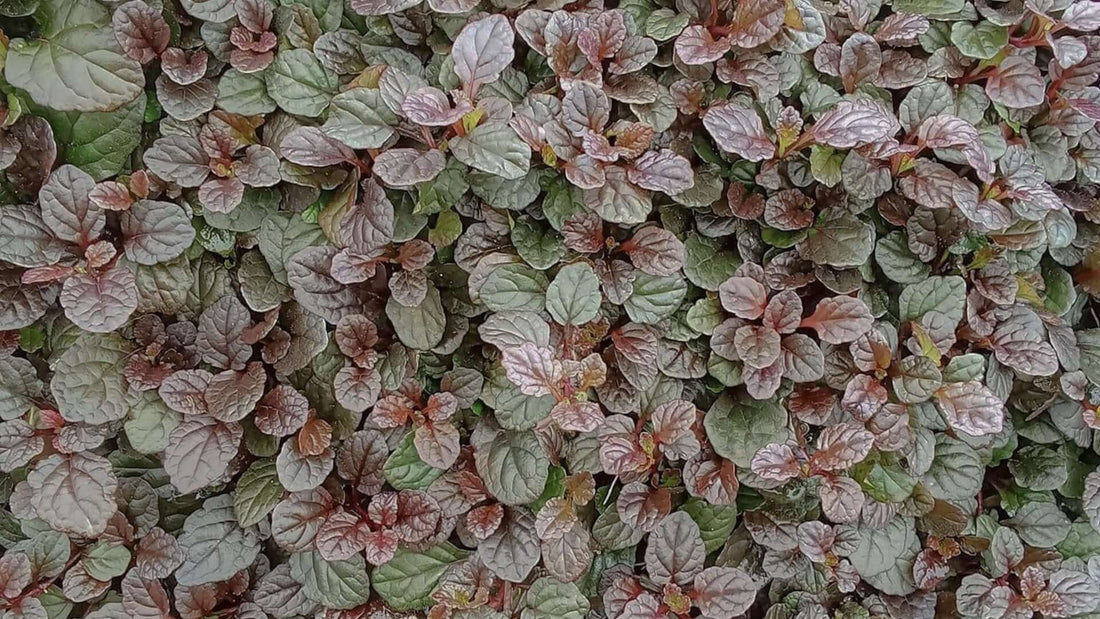 Dense variegated bugleweed leaves in green and reddish-purple hues