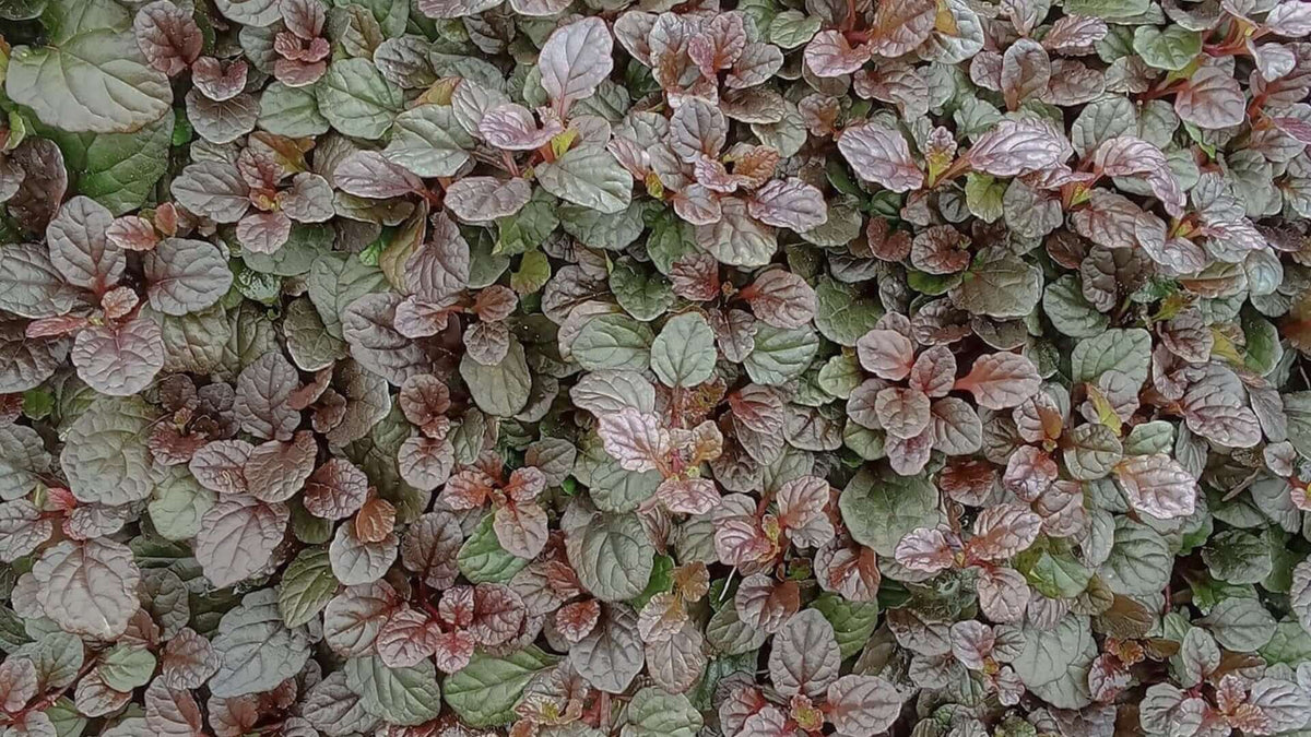 Shop Bugleweed Plant Today: Discover its Versatility  TN Nursery